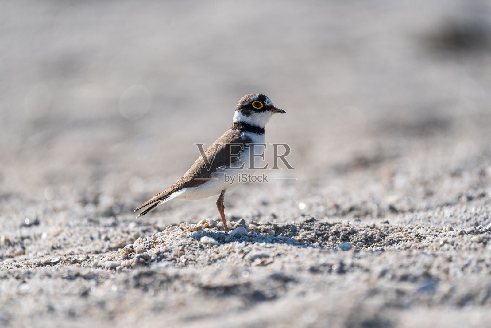 沙地上的小鸟照片摄影图片