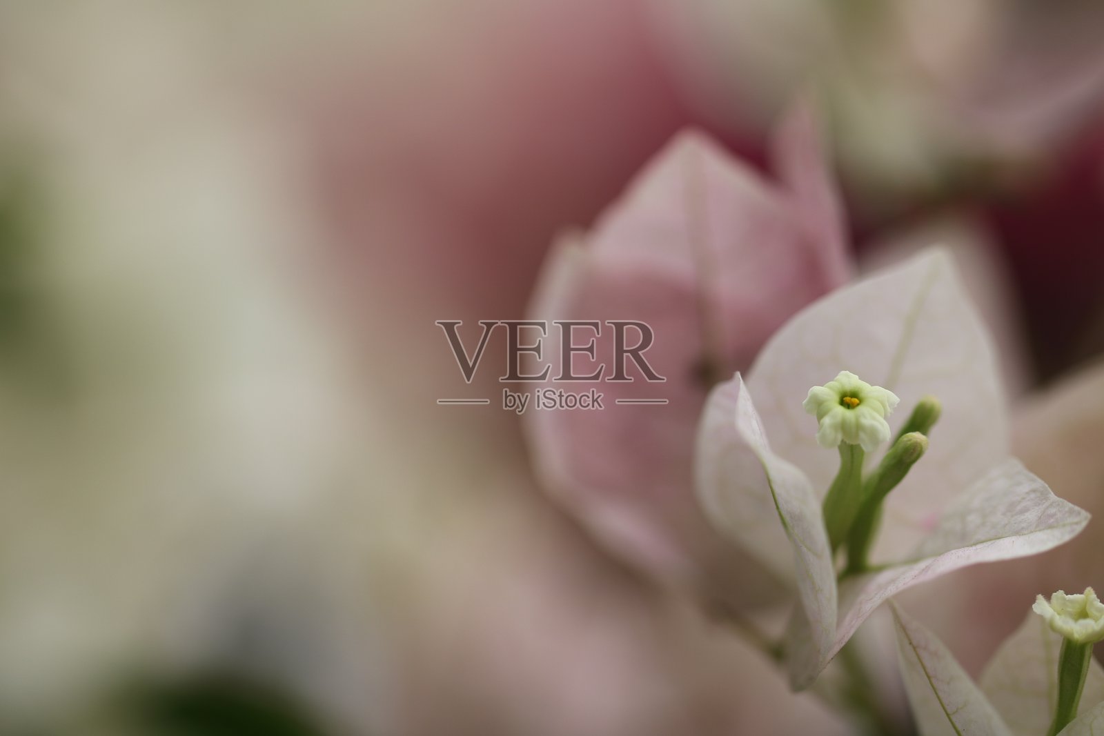 花卉特征,三角梅,显著,玫瑰照片摄影图片