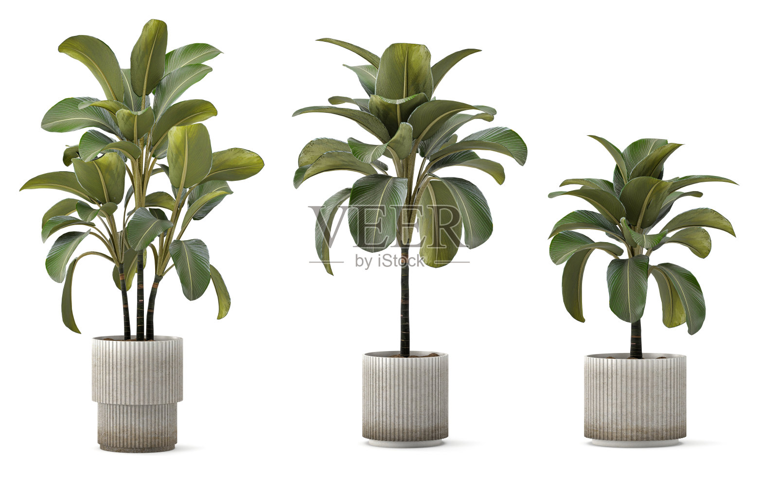 3D渲染植物盆栽照片摄影图片