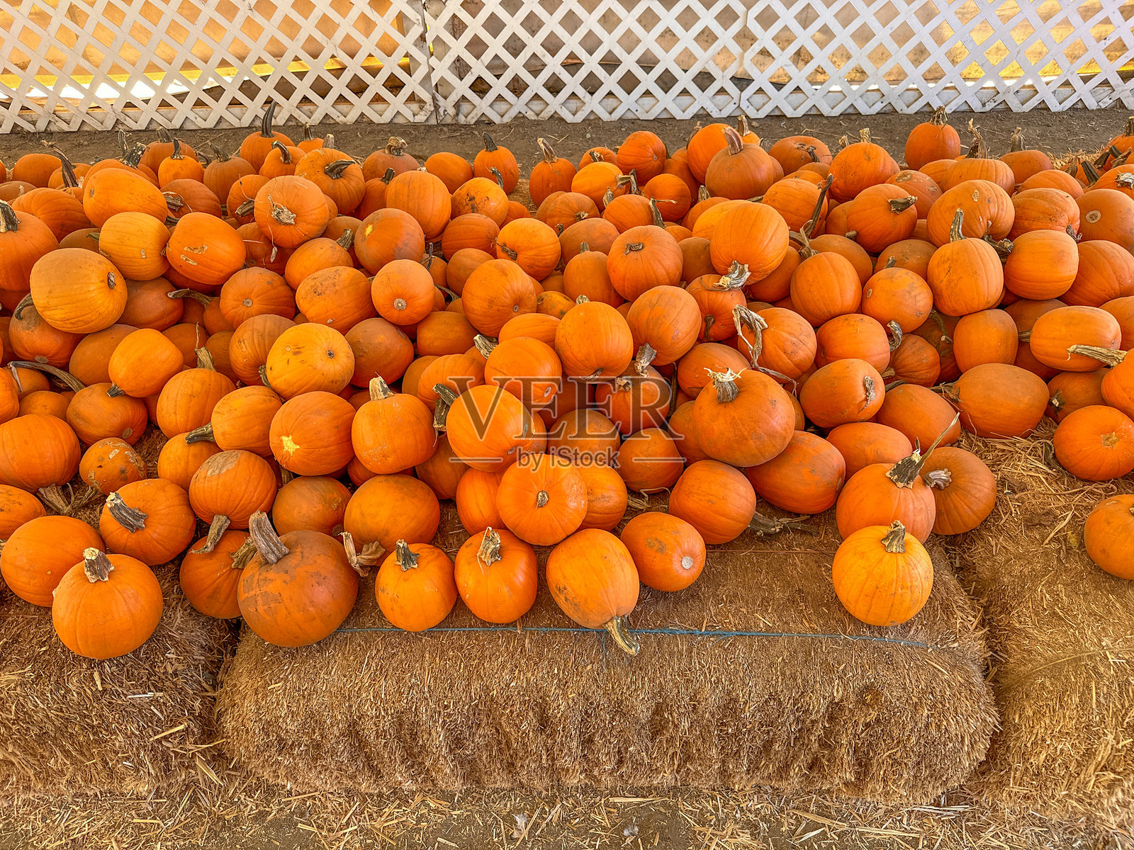 大堆散落的小南瓜和葫芦照片摄影图片