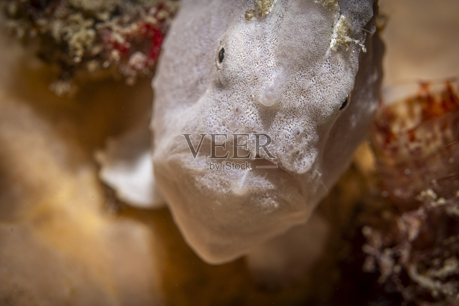 白色蛙鱼,马布尔岛,马来西亚照片摄影图片