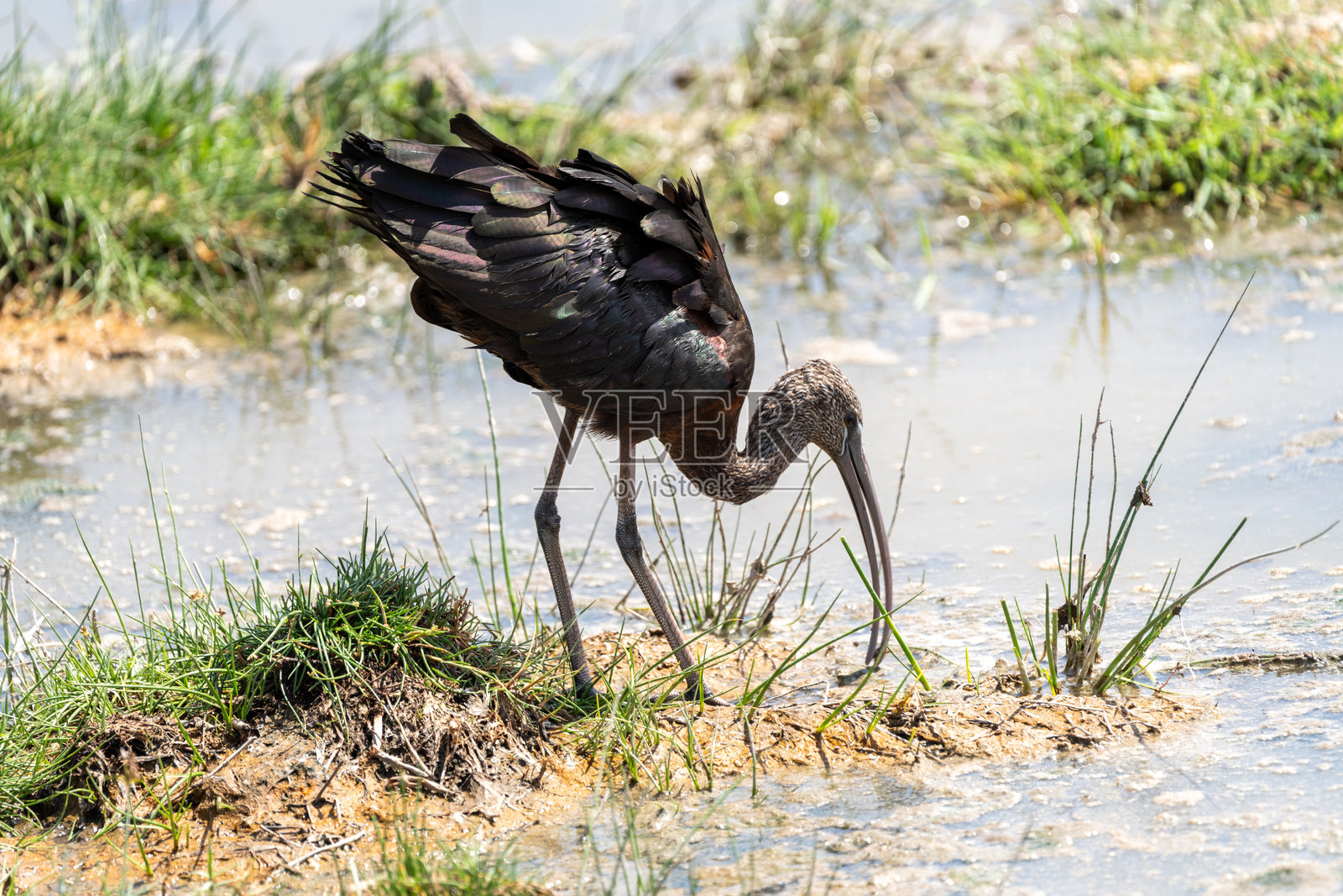 光泽鹮在安博塞利国家公园的沼泽中觅食照片摄影图片