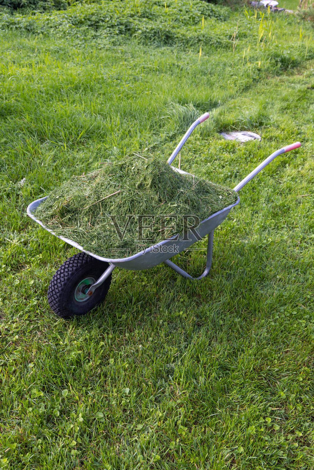 一辆装满草屑的手推车。草坪修剪过程。照片摄影图片
