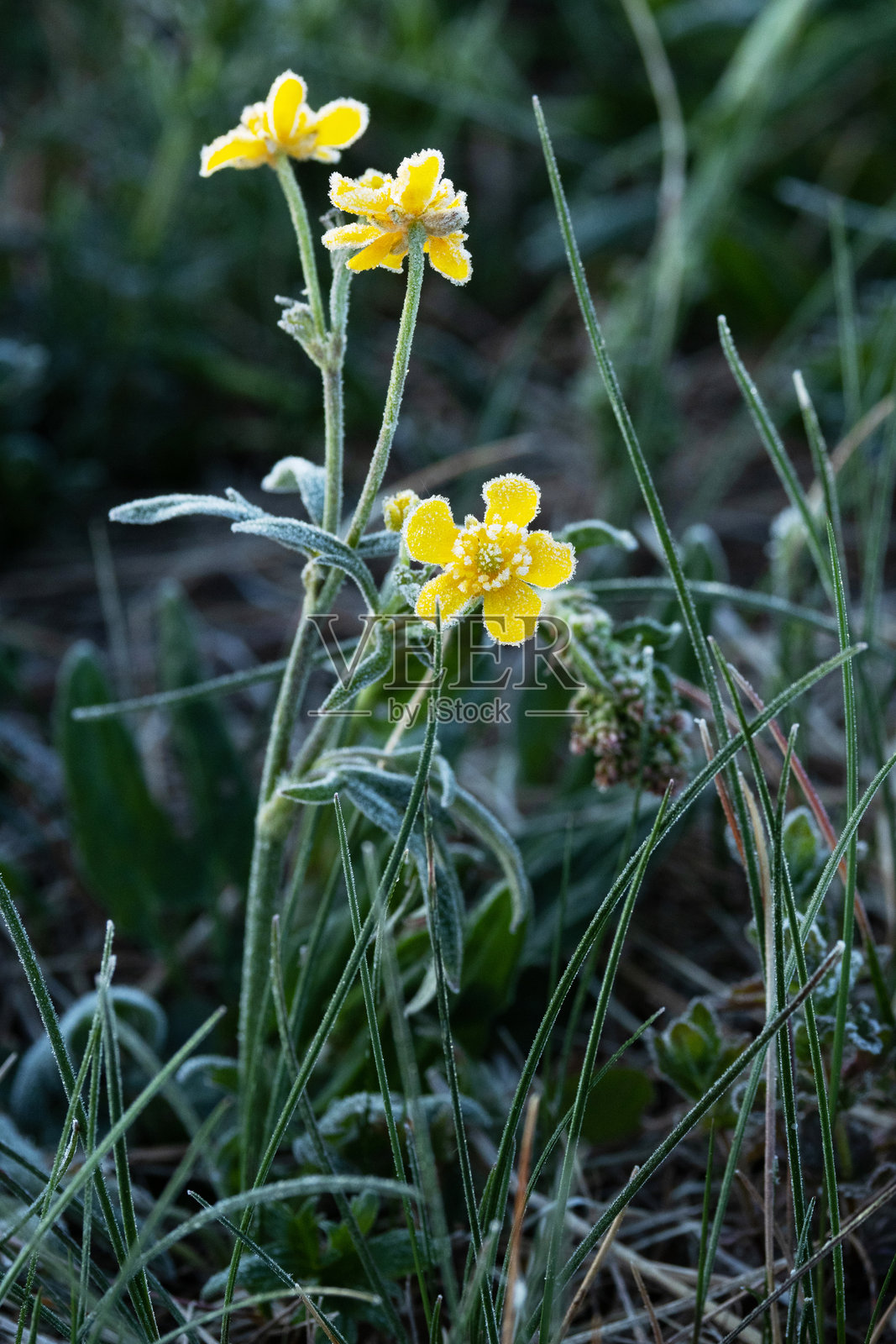 冷春草地上,爱之蔓花在寒冷的早晨后特写。照片摄影图片