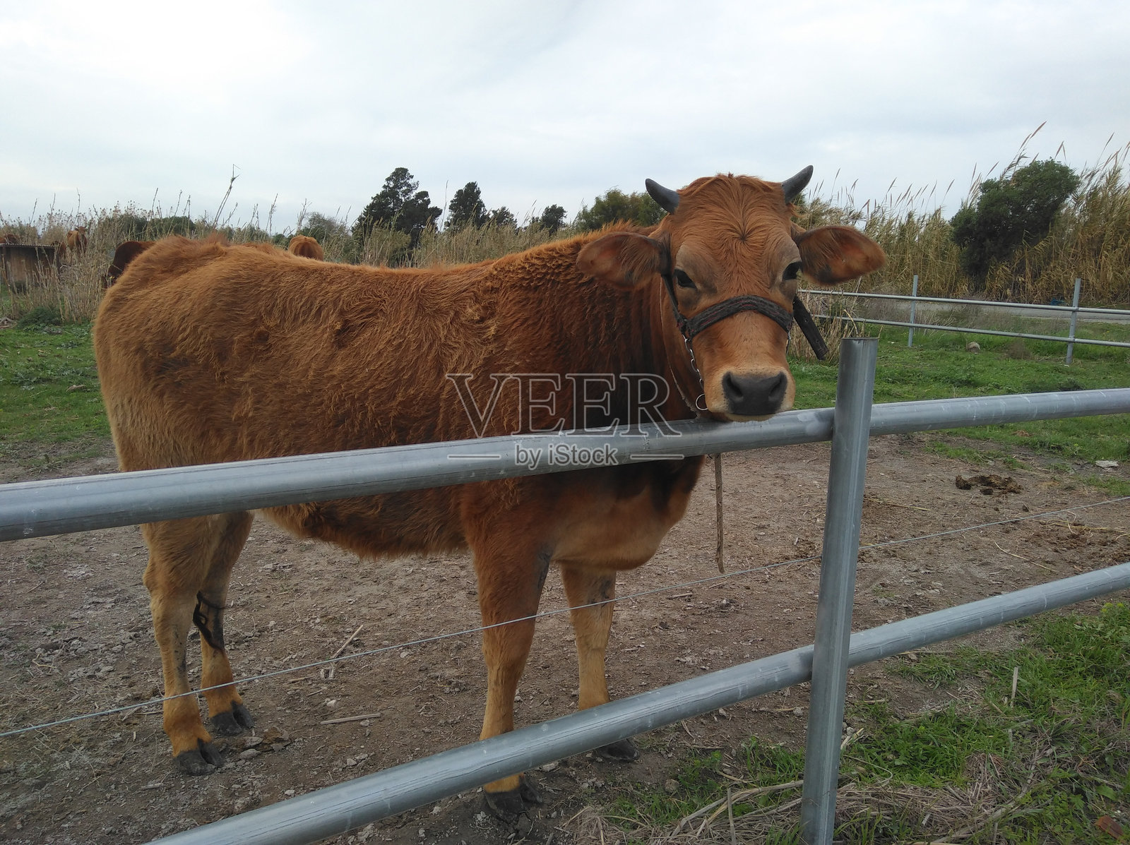 自然环境中的牛照片摄影图片