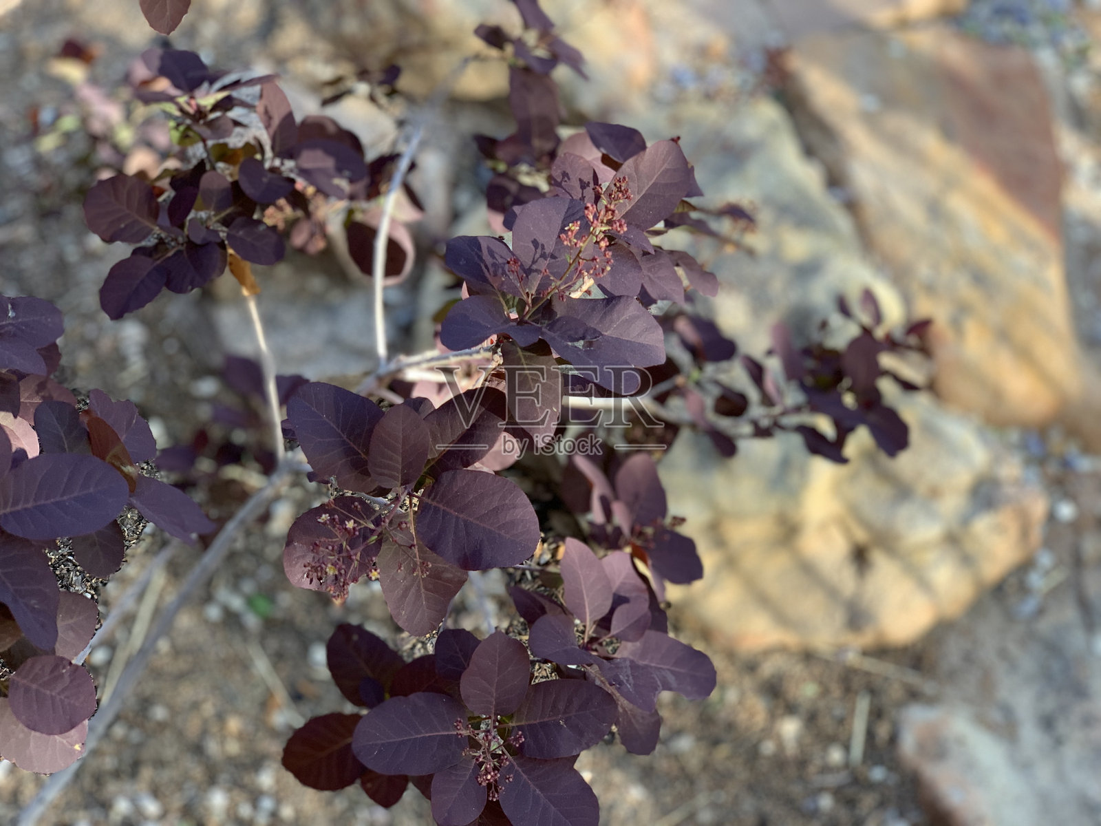 美丽的紫色叶子照片摄影图片