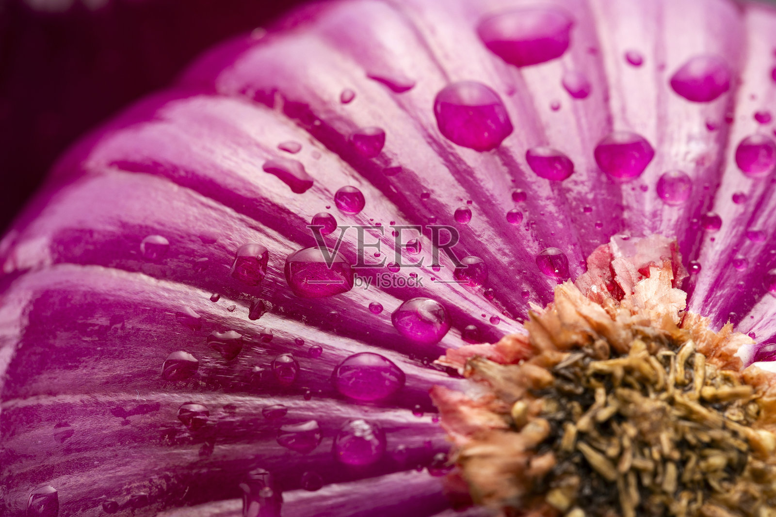 新鲜的红洋葱在桌子上 - 洋葱。照片摄影图片