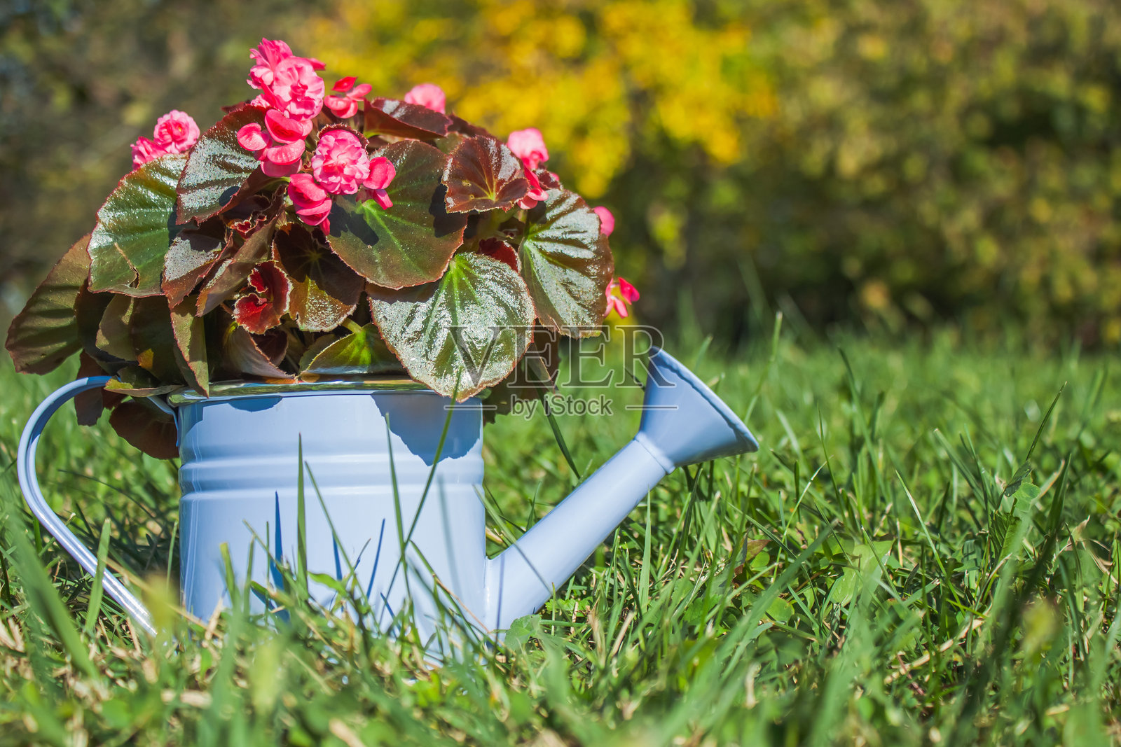 装饰性蓝色浇水壶中的秋海棠,背景是绿色草坪照片摄影图片