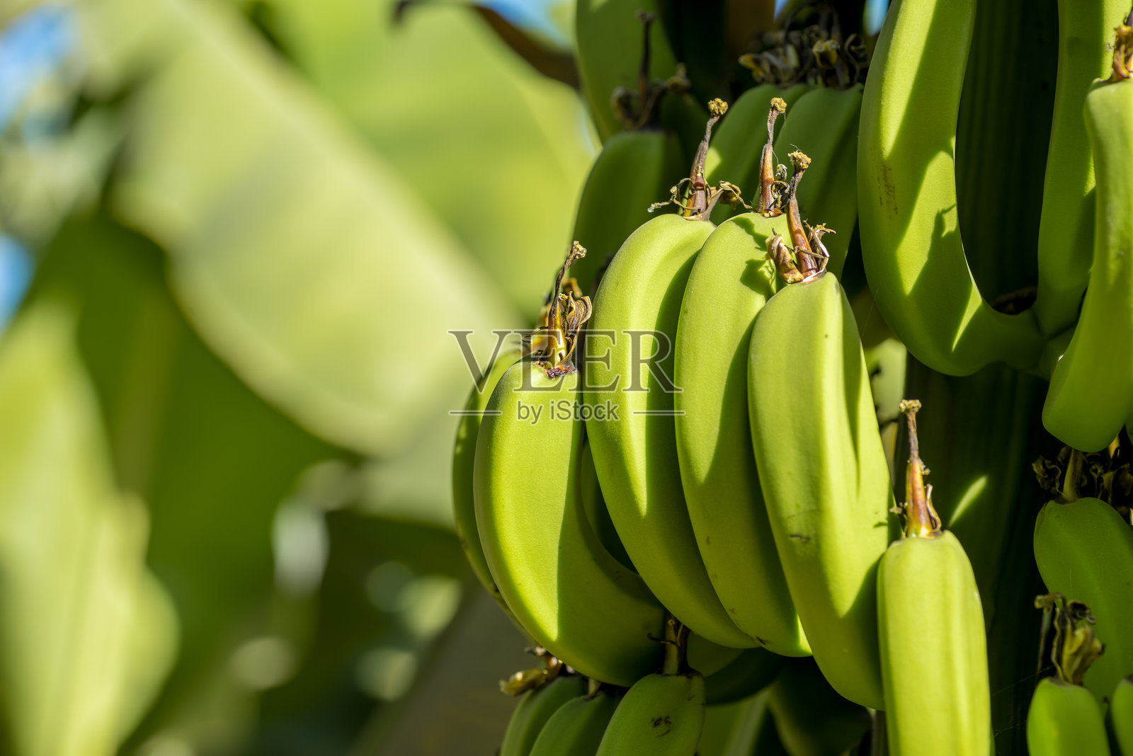 新鲜天然香蕉食品背景特写照片摄影图片