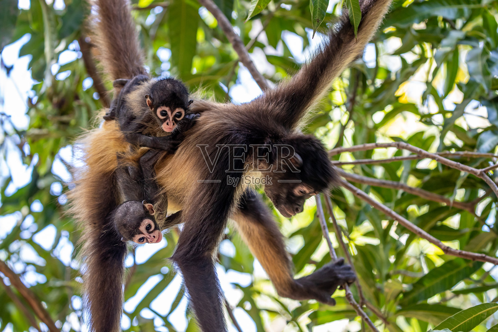 蜘蛛猴照片摄影图片