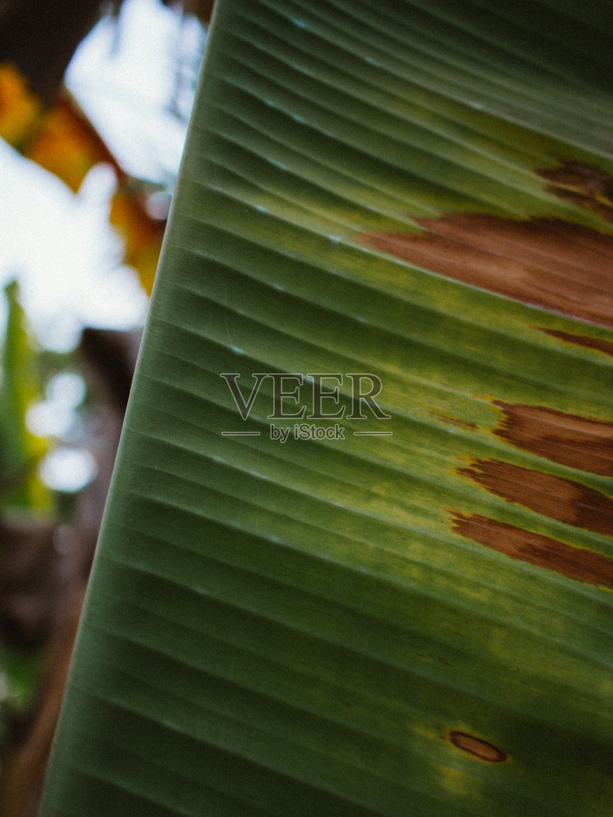 香蕉叶照片摄影图片