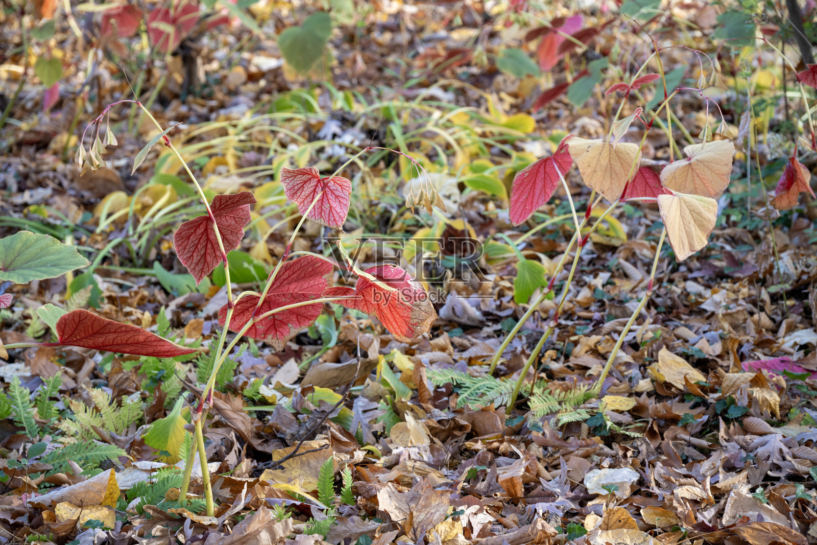 秋天的草地照片摄影图片