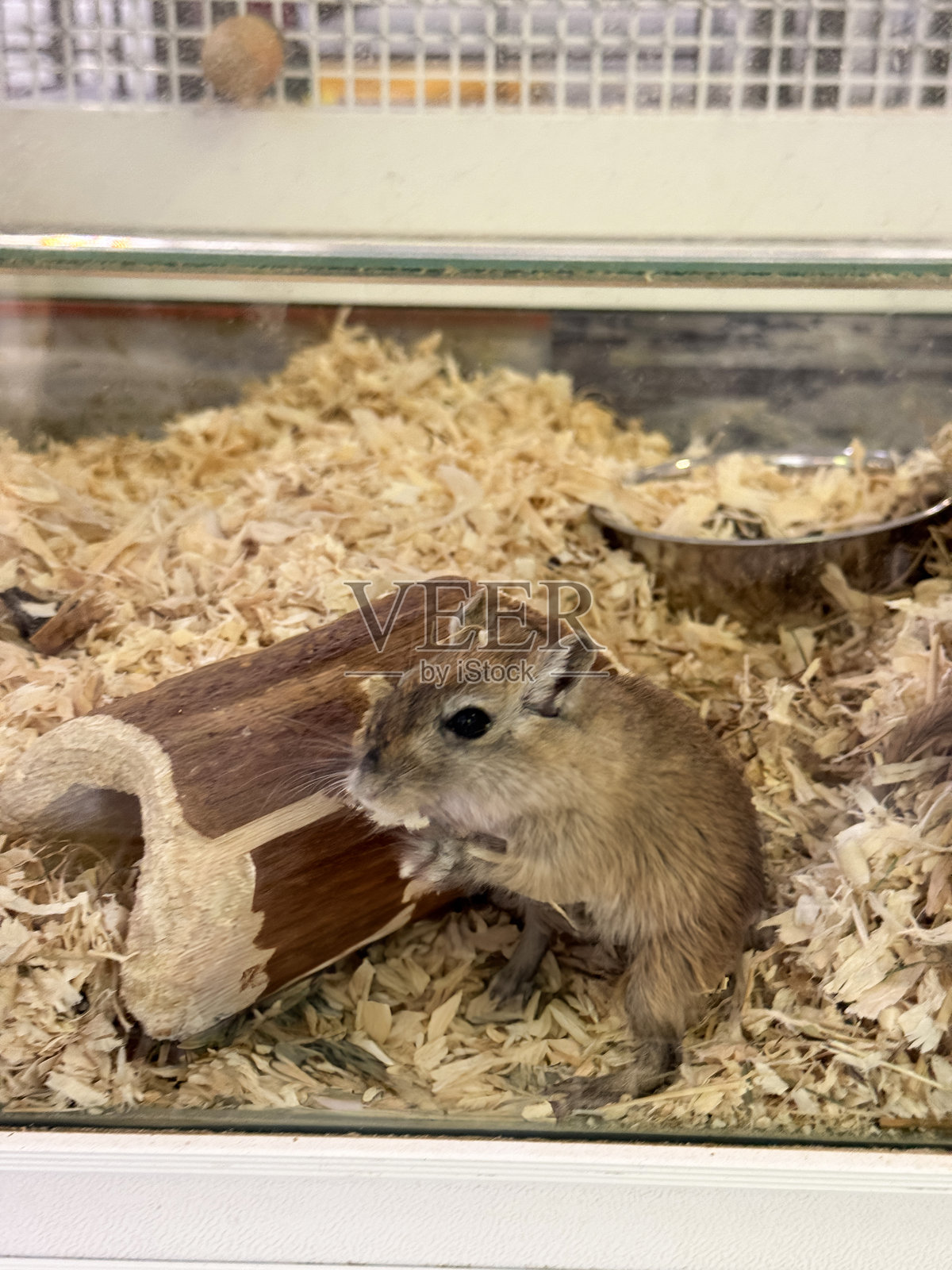 宠物德古拉鼠和棕色老鼠家庭在木屑铺成的笼子里 / 友好的啮齿动物在舒适的家居环境中照片摄影图片