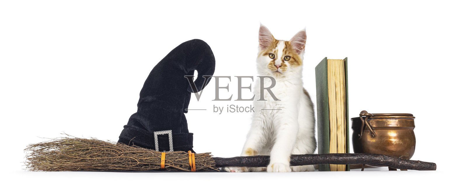 万圣节背景下的猫咪,白色背景照片摄影图片