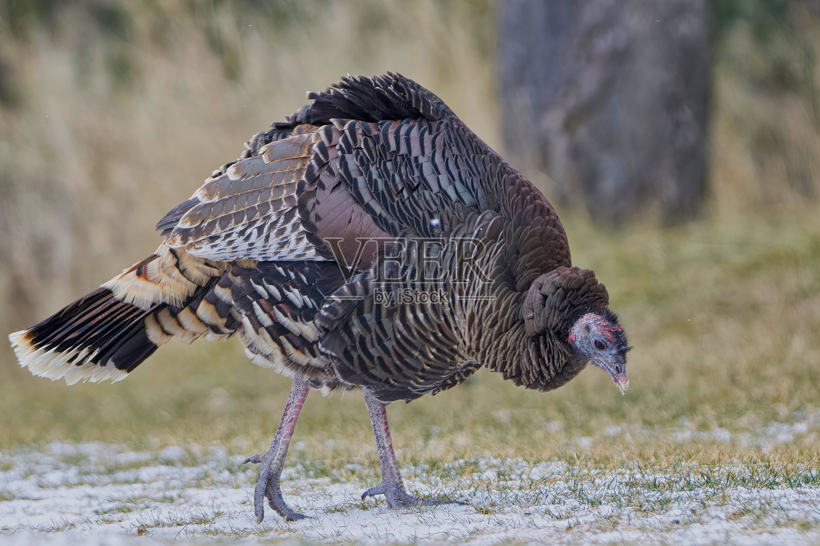 野生火鸡的低角度特写侧面视图照片摄影图片