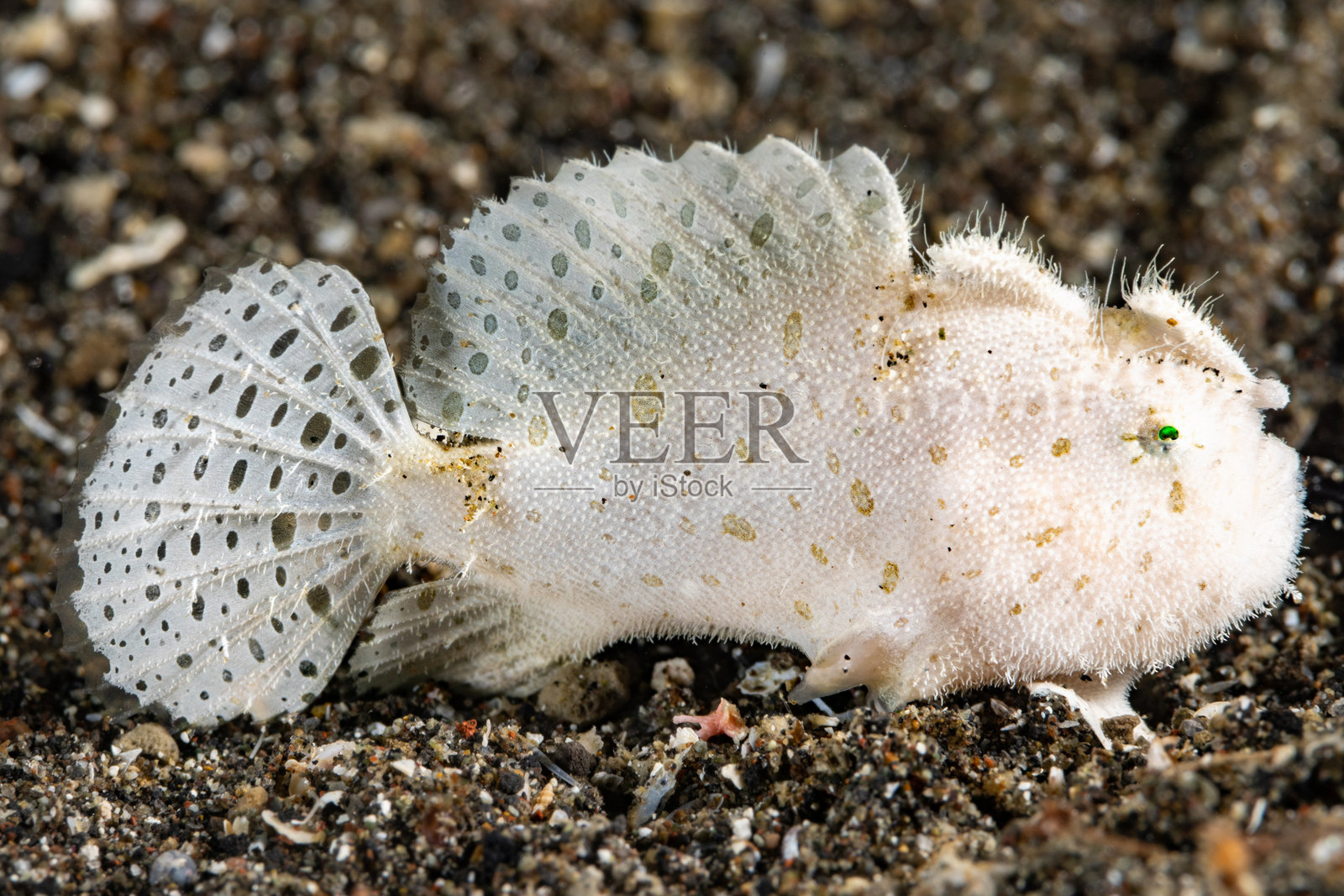 幼年毛发蛙鱼 Antennarius striatus,位于印度尼西亚北苏拉威西的伦贝海峡照片摄影图片