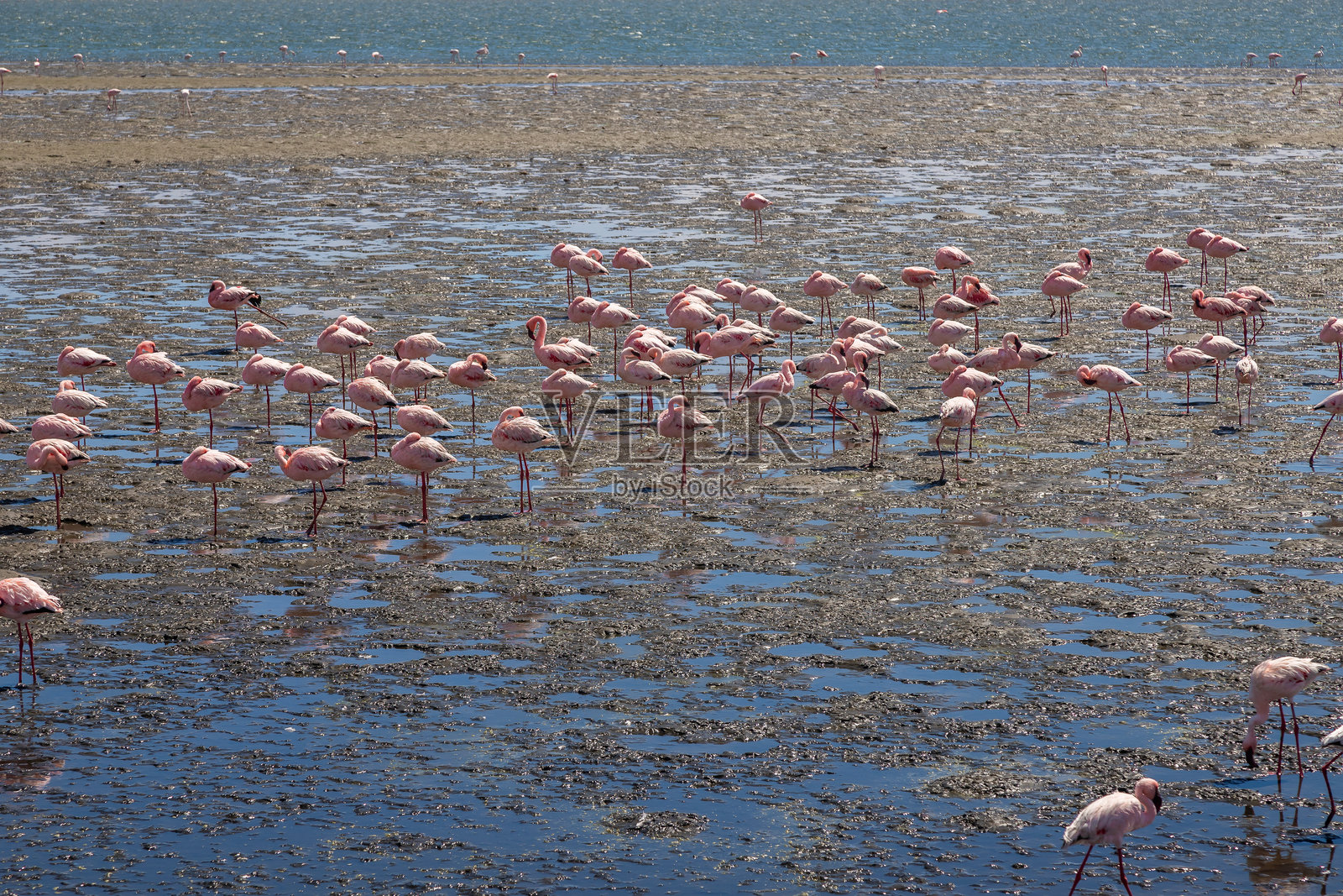 火烈鸟群的魔力照片摄影图片