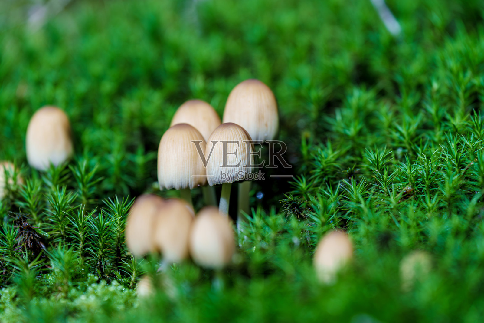 精致美丽的蘑菇生长在奢华丰盛的绿色苔藓中,展现自然的精确,Coprinellus micaceus照片摄影图片