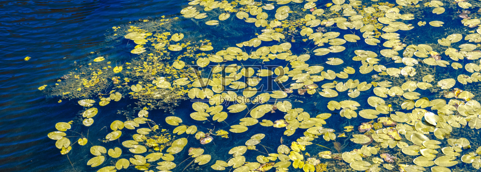 水 lilies 自然之美照片摄影图片