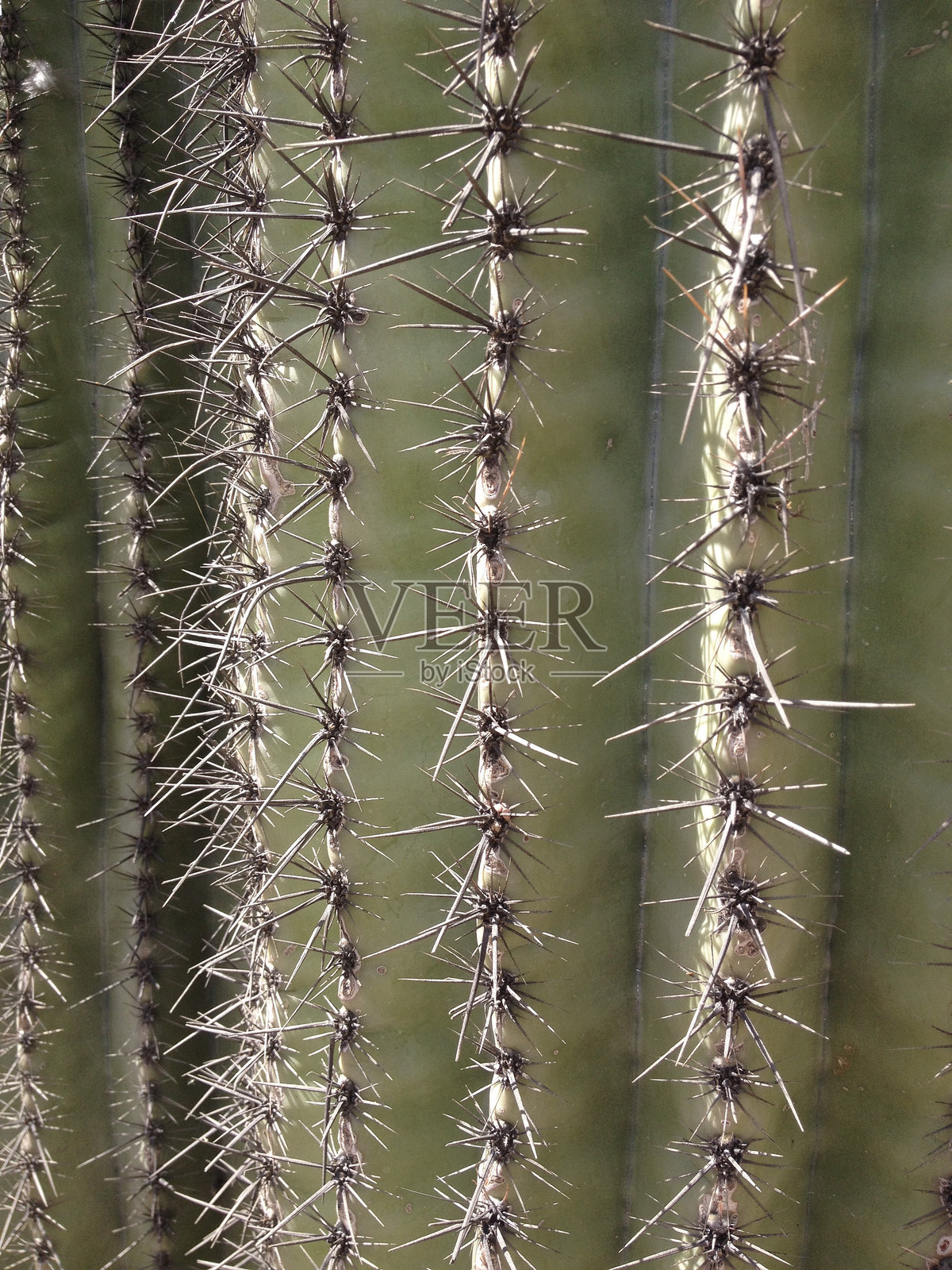 仙人掌的刺照片摄影图片