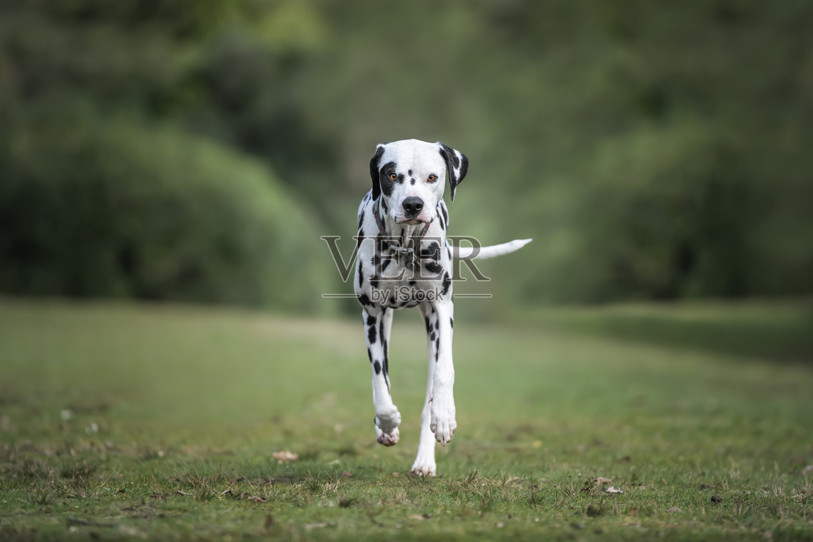 夏天,达尔马提亚犬在森林旁快速奔跑照片摄影图片