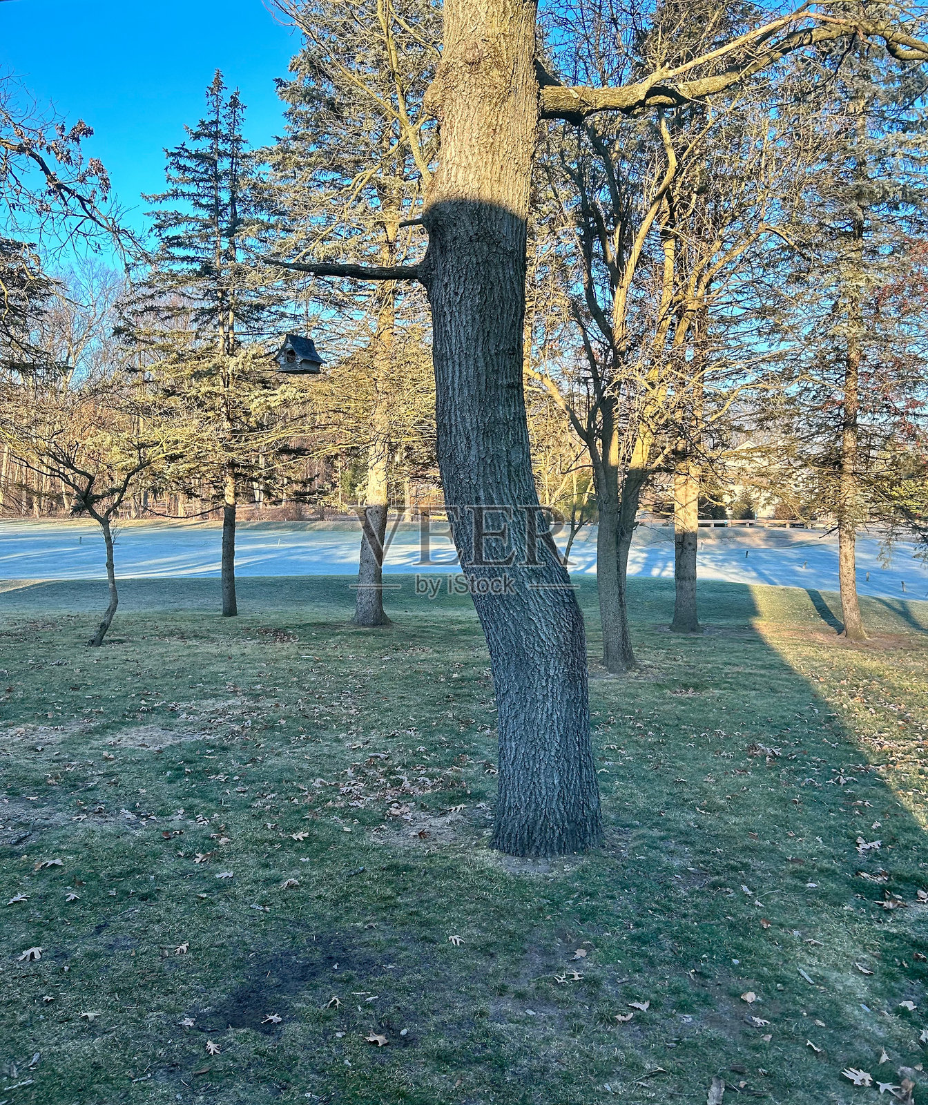 冬天的树照片摄影图片