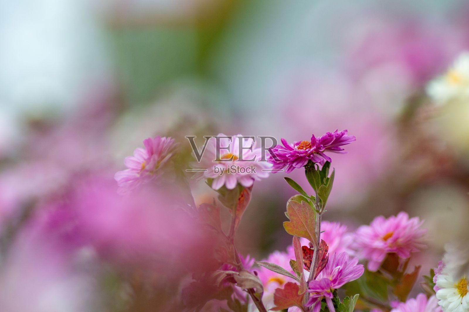 花园中绚丽的粉色和紫色花朵。照片摄影图片