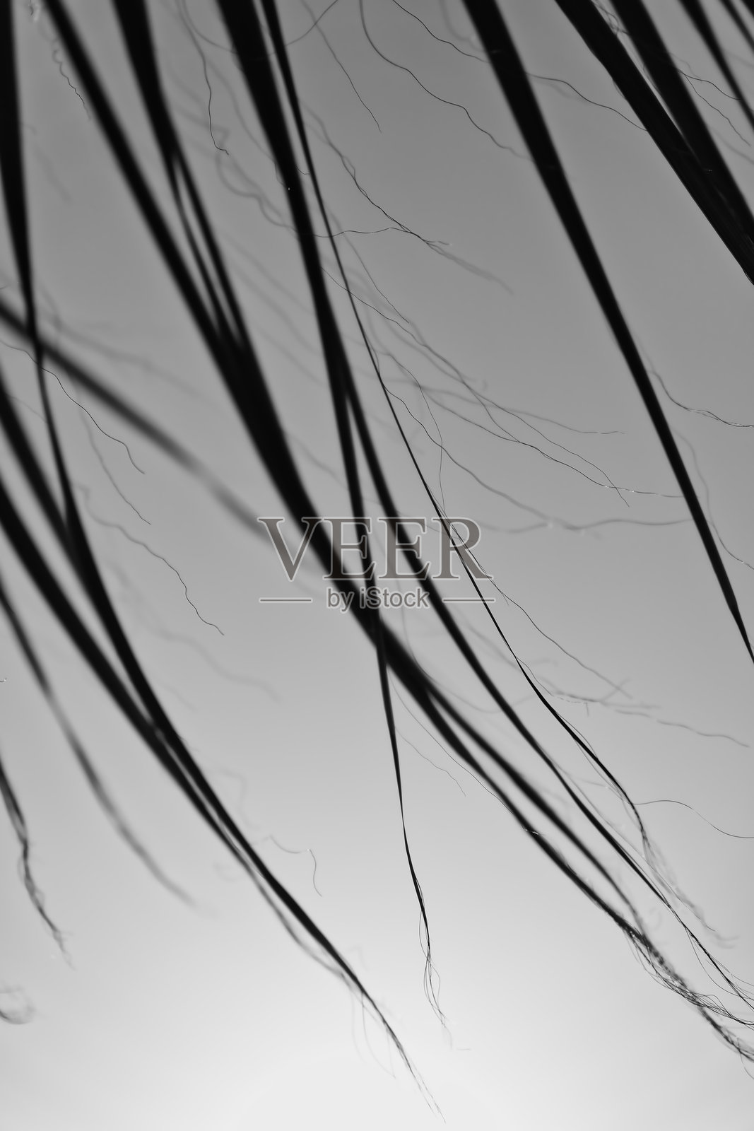 伊兹密尔的黑白城市摄影作品照片摄影图片