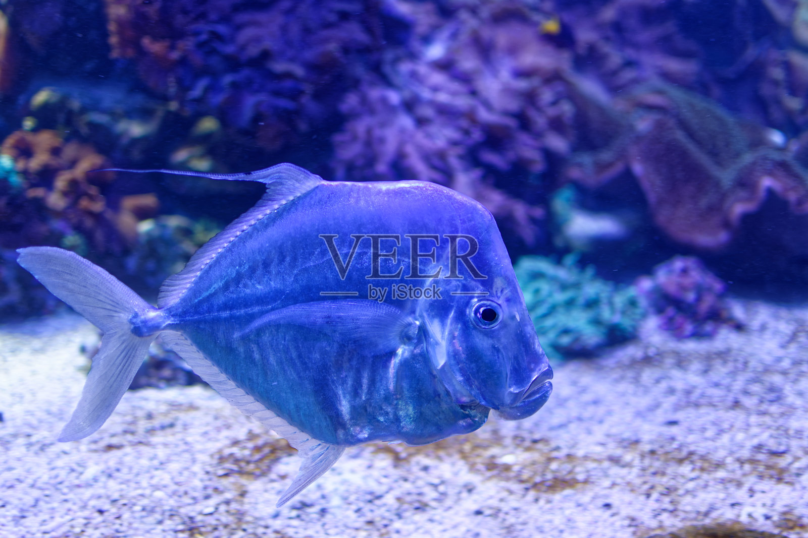 热带鱼照片摄影图片