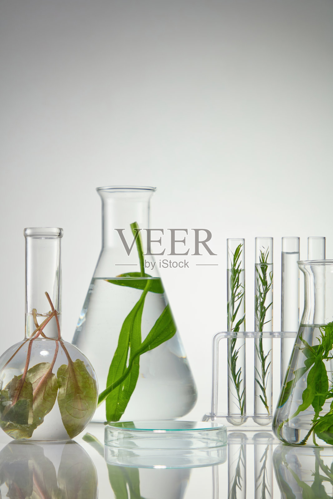 海藻产品的创意宣传照片设计。海藻提取物富含肌肤所需的维生素和矿物质,有助于舒缓、柔软肌肤并减少敏感。照片摄影图片