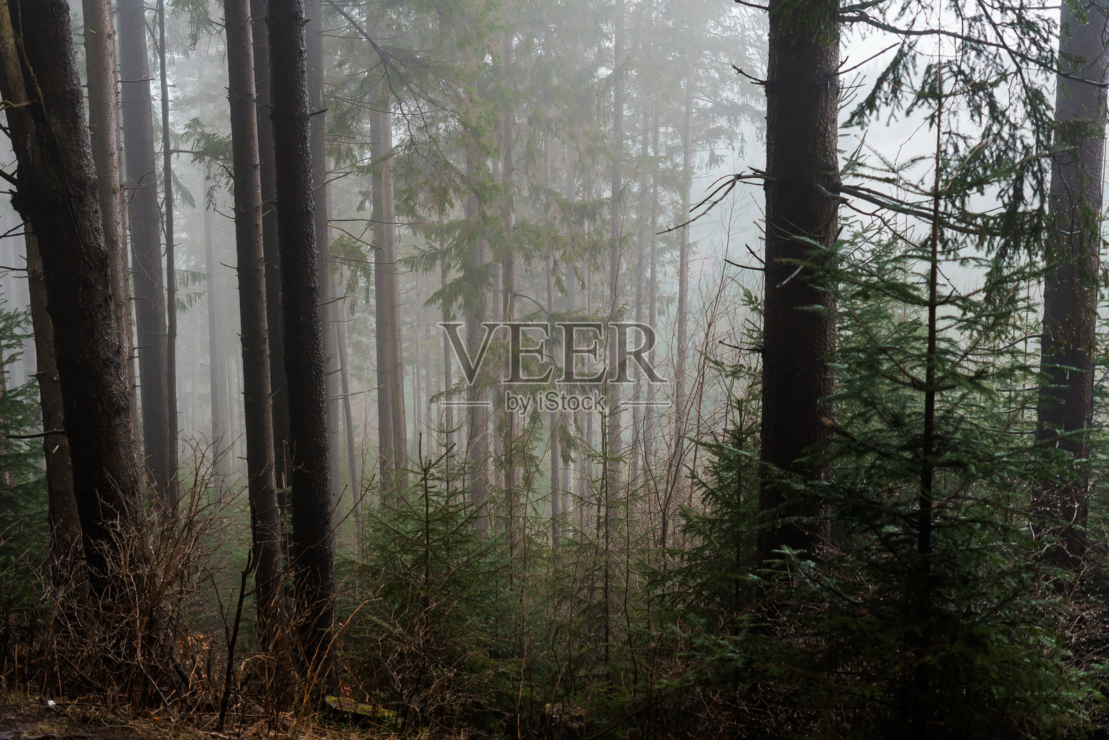 神秘的雾气笼罩在黎明时分的浓密松树林中照片摄影图片