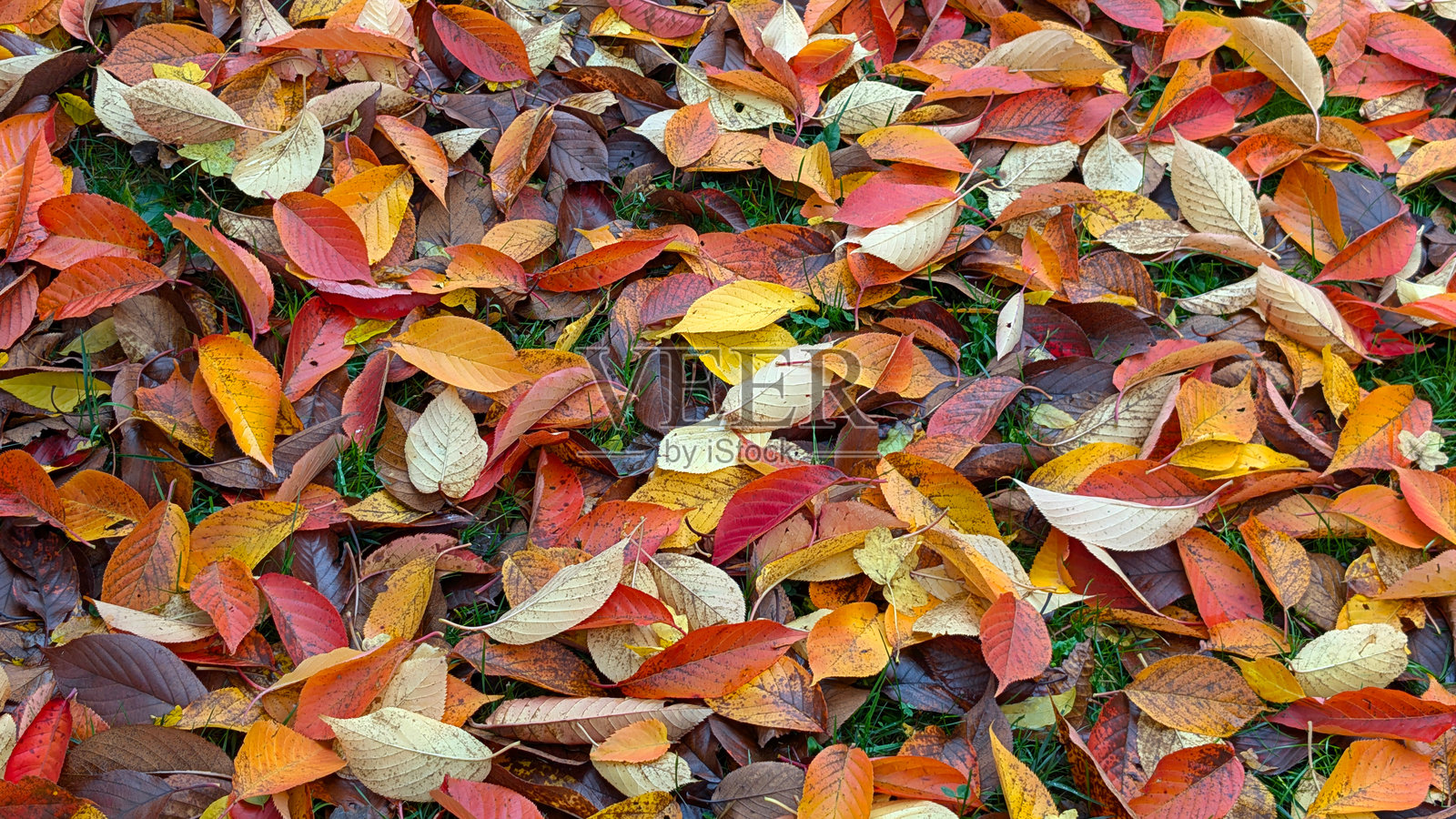秋天日本樱花树上五彩斑斓的棕色、红色和黄色的树叶照片摄影图片