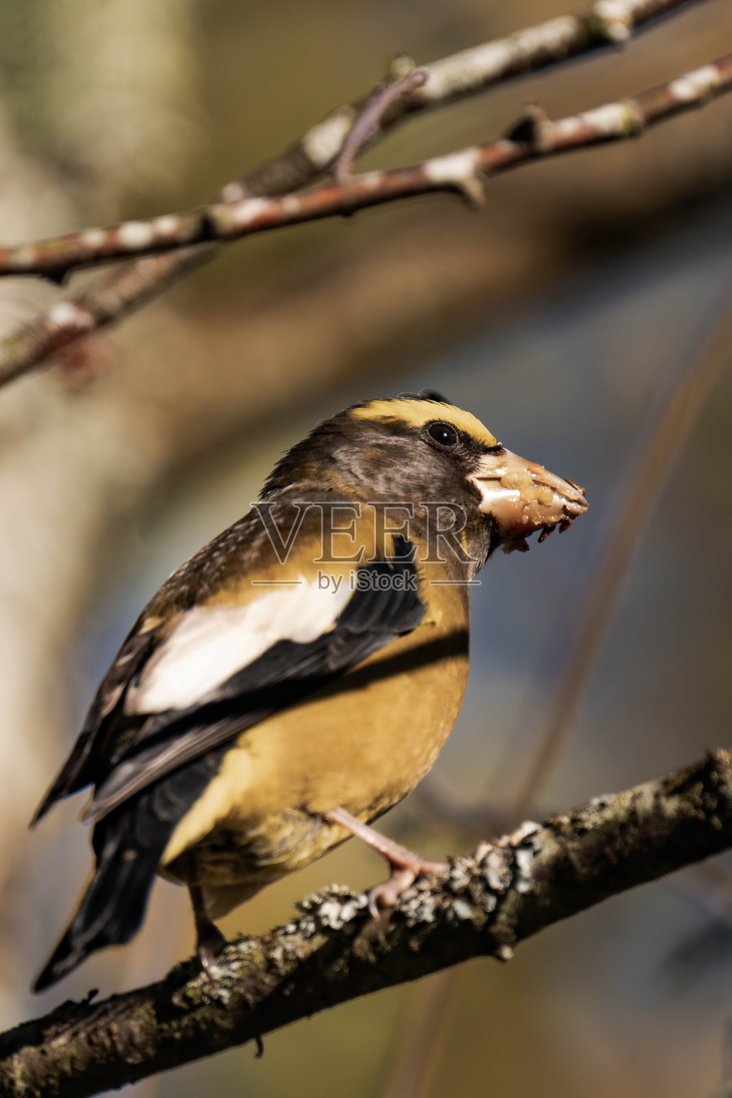 黄昏粗嘴鸟(Hesperiphona vespertina)在阳光下吃浆果照片摄影图片