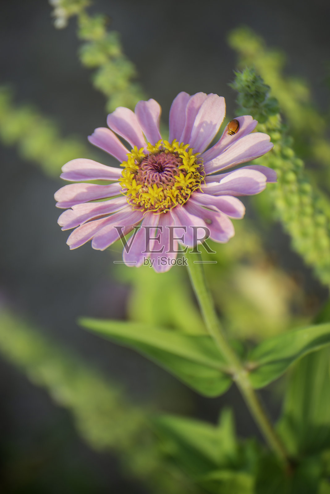 盛开中照片摄影图片