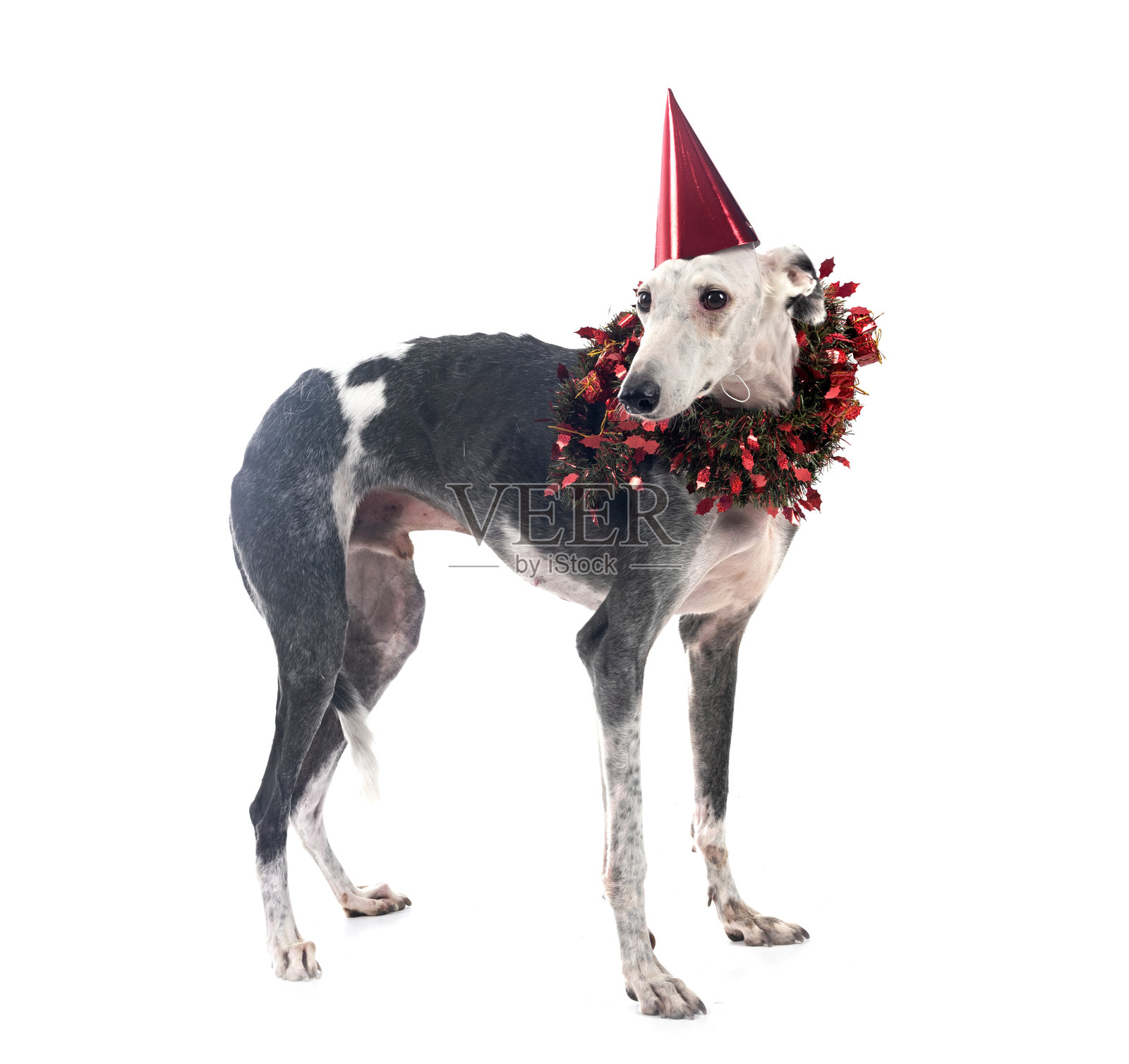 西班牙猎狗在摄影棚中照片摄影图片