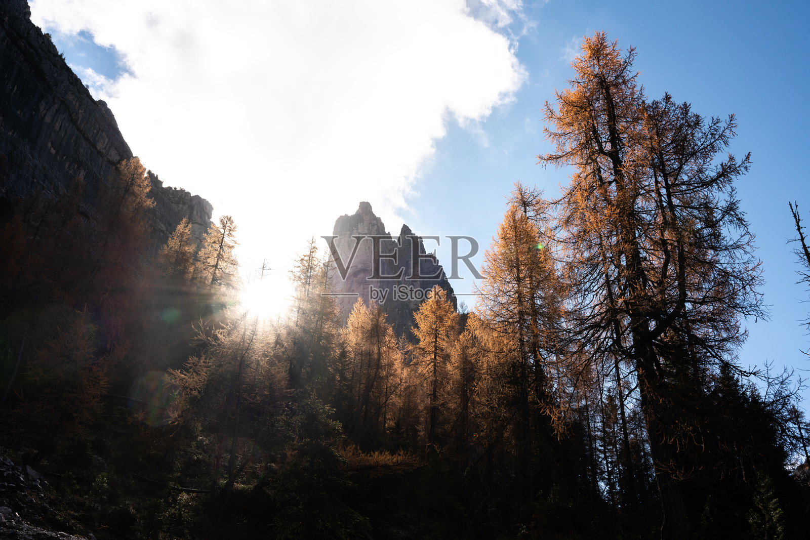 科尔蒂纳附近高耸的落叶松上的阳光照片摄影图片