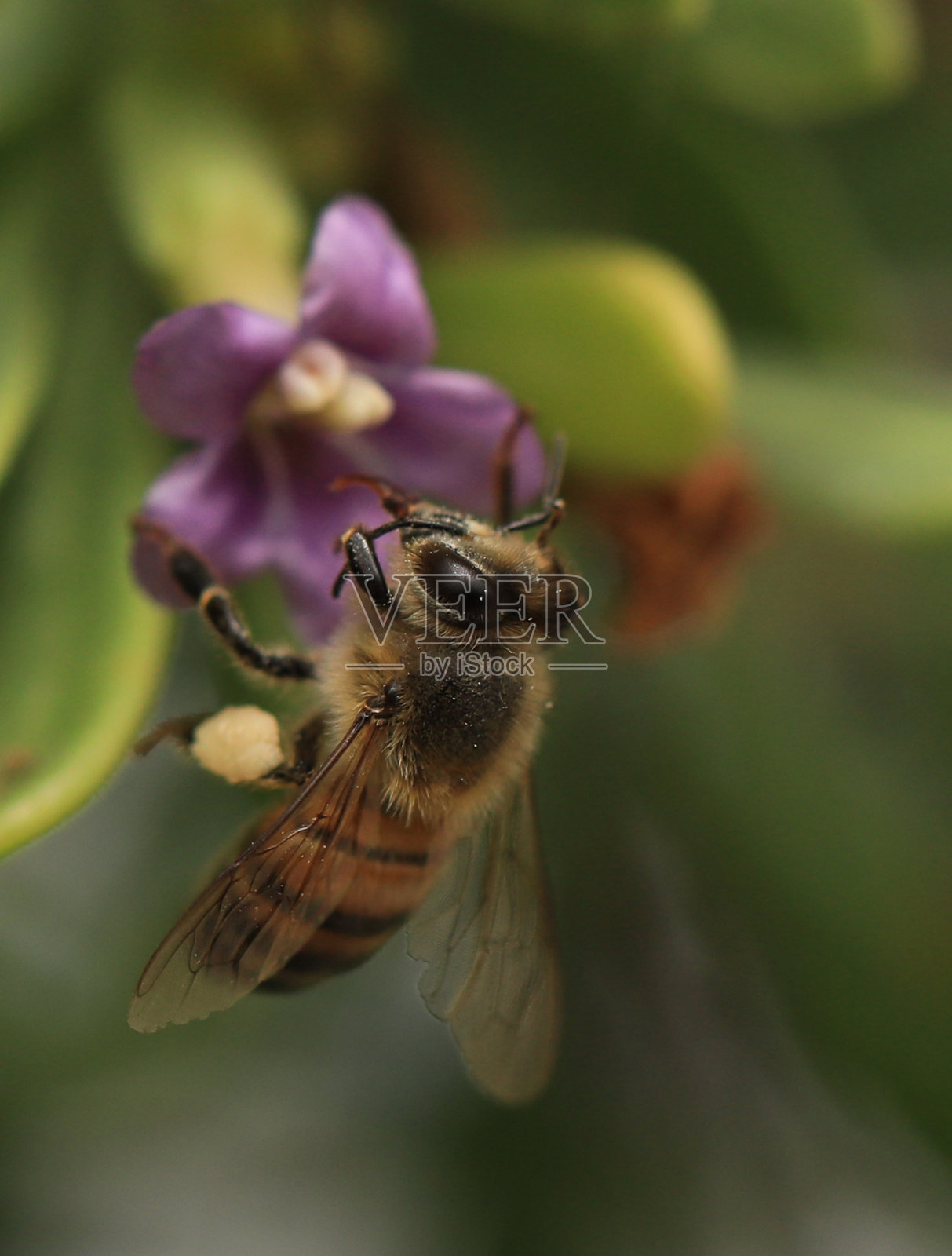 蜜蜂照片摄影图片