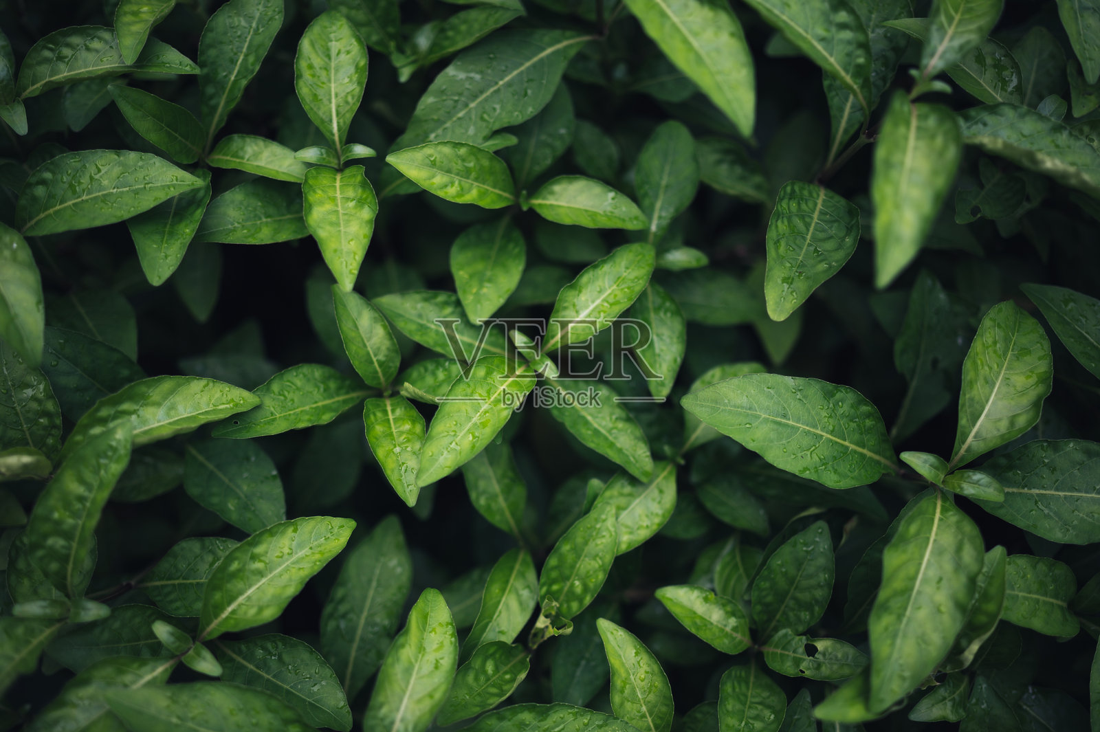 特写镜头展示生机勃勃的湿润叶片,露珠覆盖的绿色叶子照片摄影图片