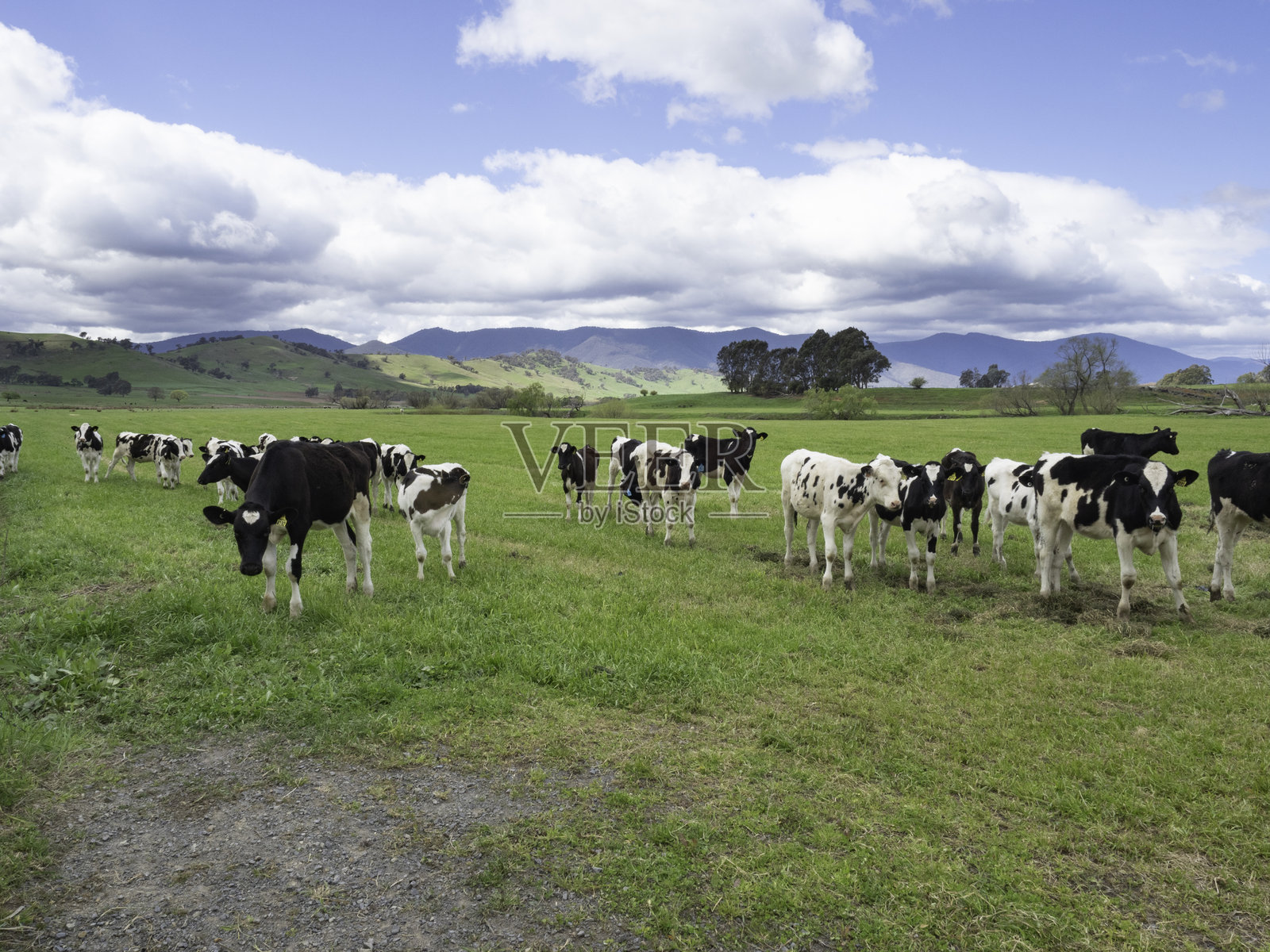 黑白奶牛在田野中照片摄影图片