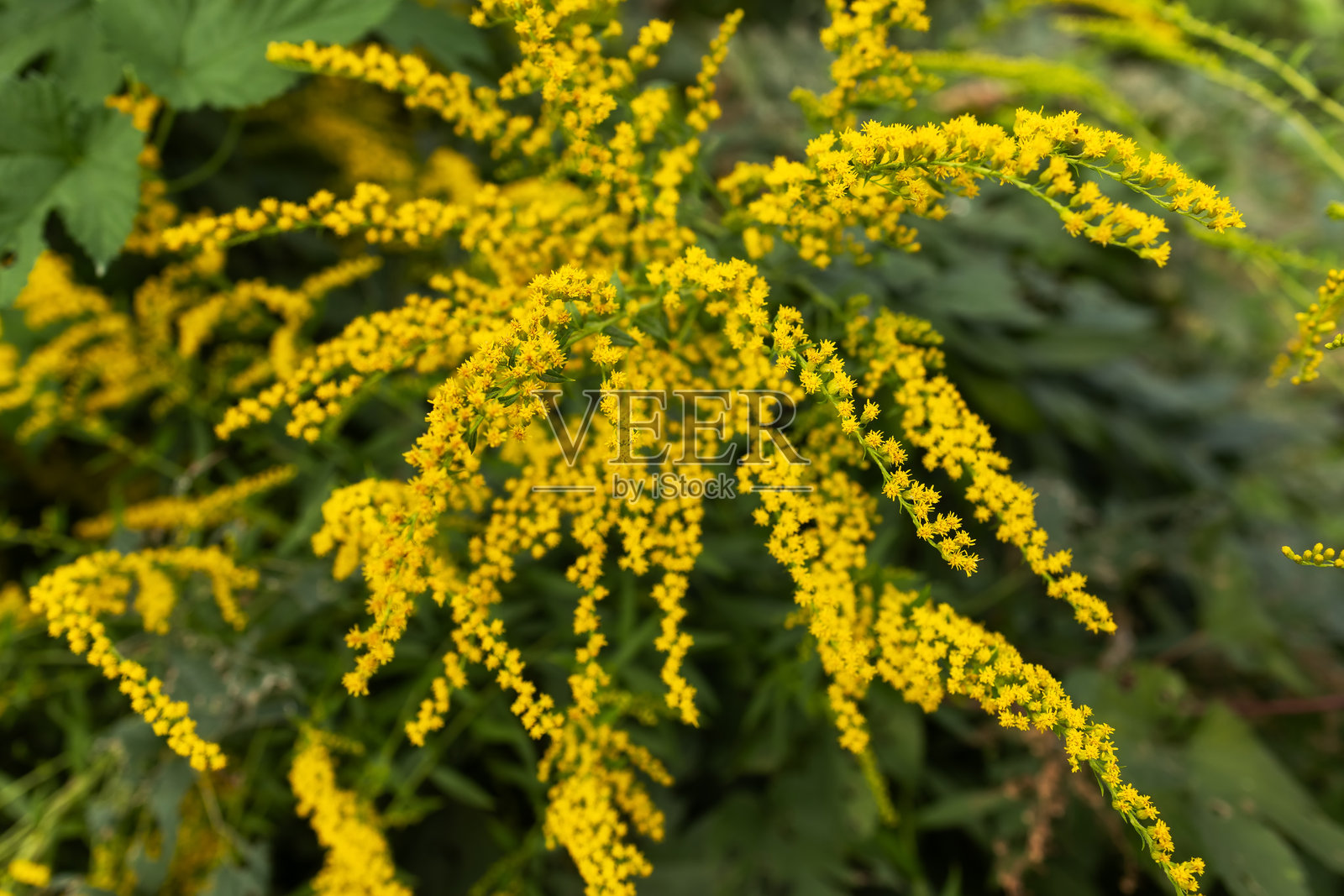 黄色的高大金菊(Solidago gigantea),也称为高金菊和巨金菊,正在开花。照片摄影图片