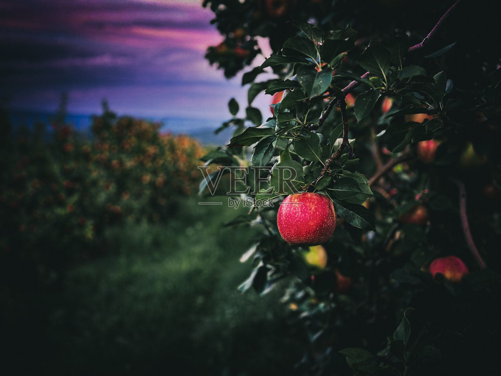 苹果 orchard照片摄影图片