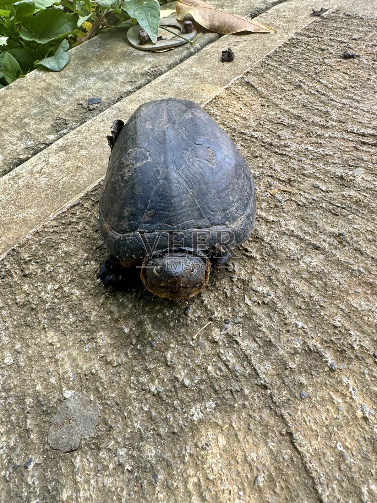 海龟照片摄影图片