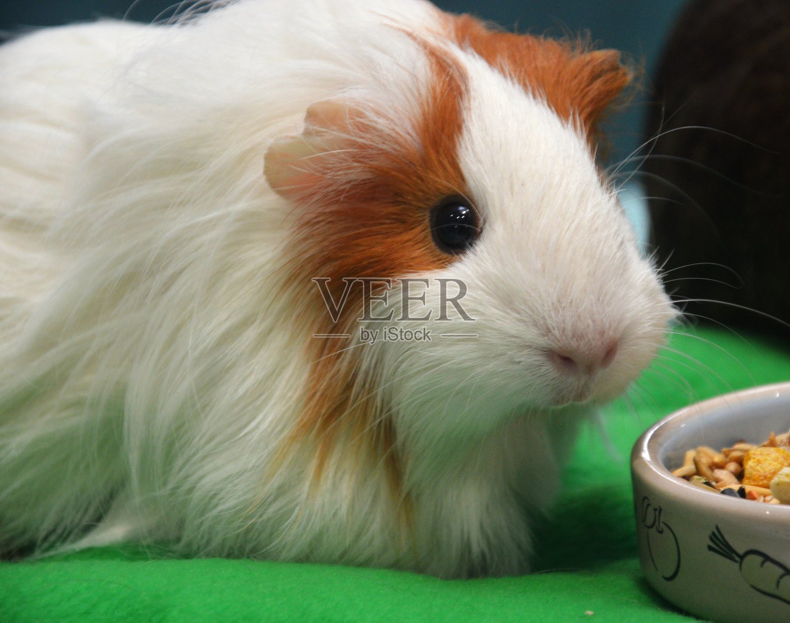 豚鼠照片摄影图片