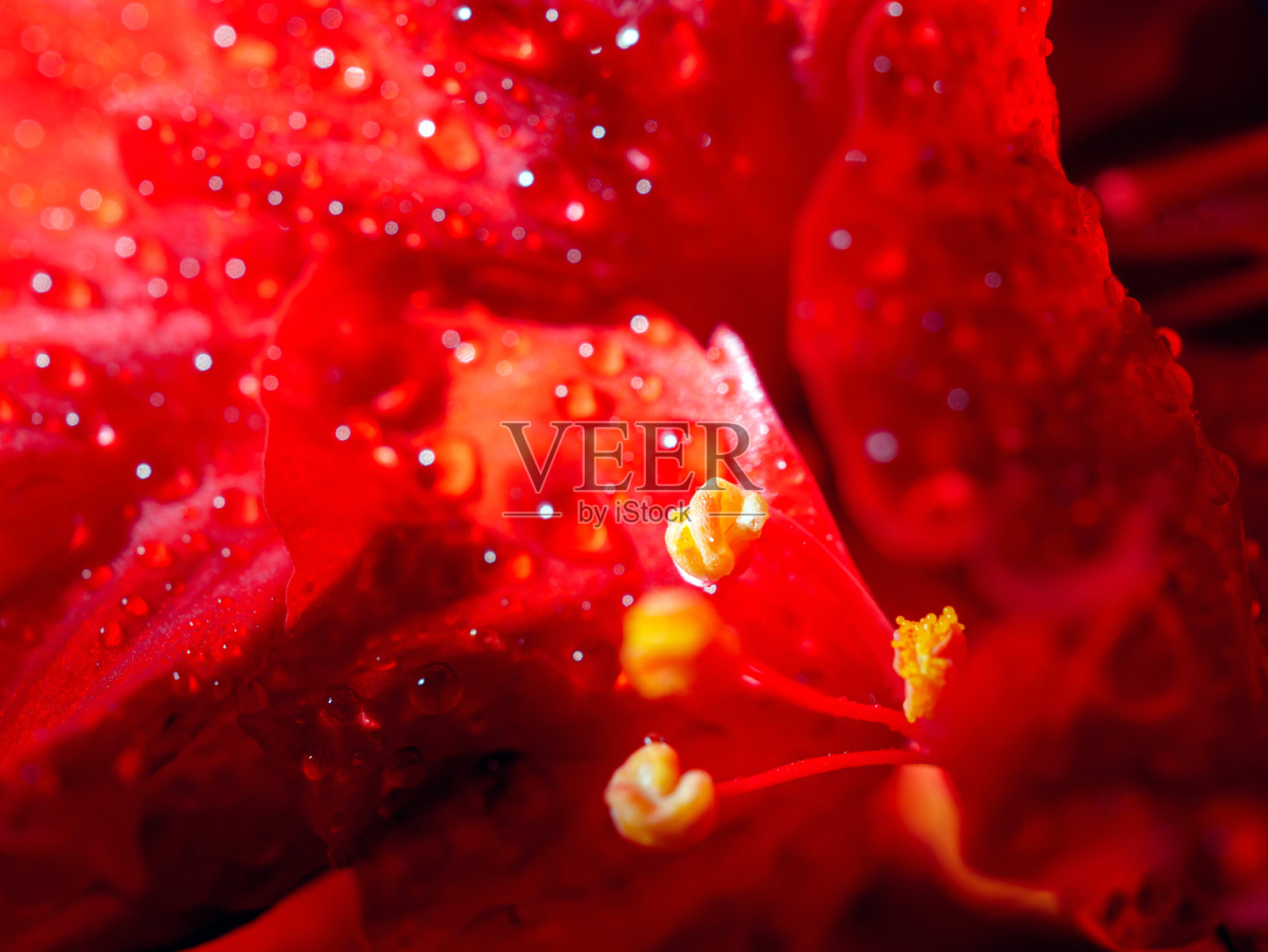 红色木槿花瓣特写,水滴附着在花瓣上,使用微距镜头拍摄的红色木槿花瓣。照片摄影图片