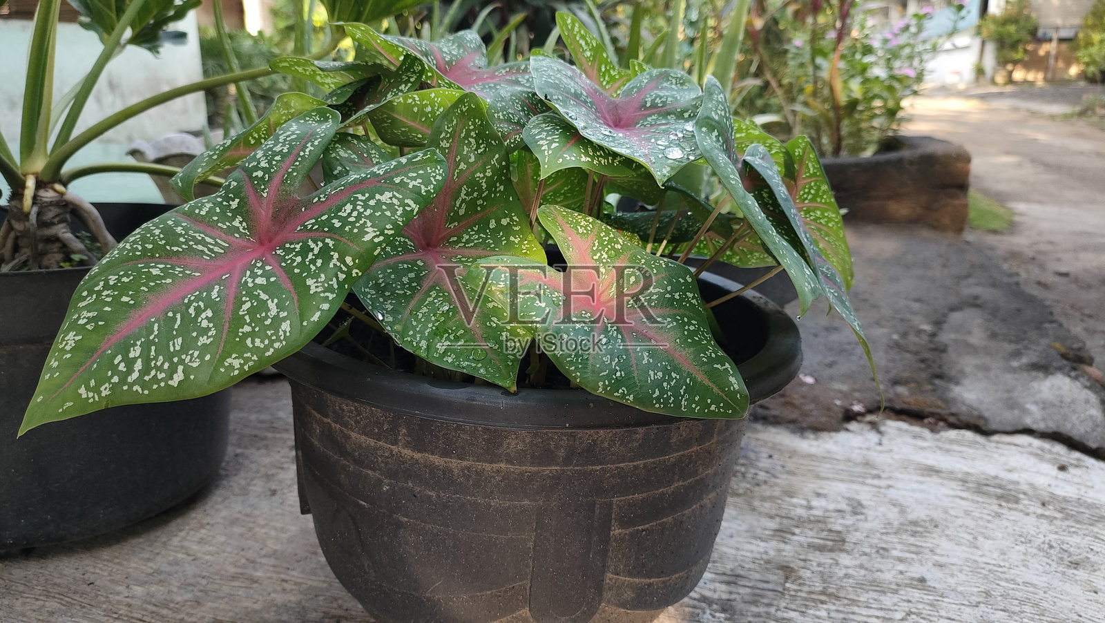 种植的星形彩叶草照片摄影图片