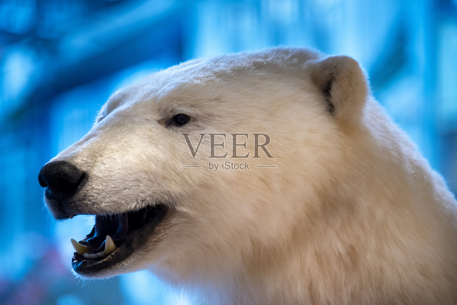 标本制作的北极熊照片摄影图片