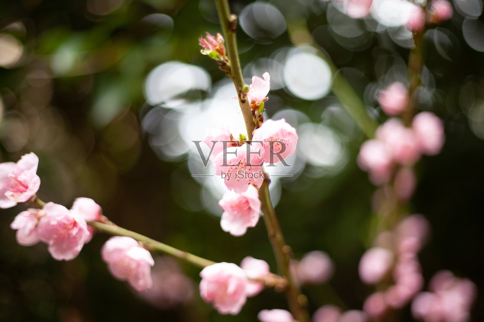 花朵照片摄影图片