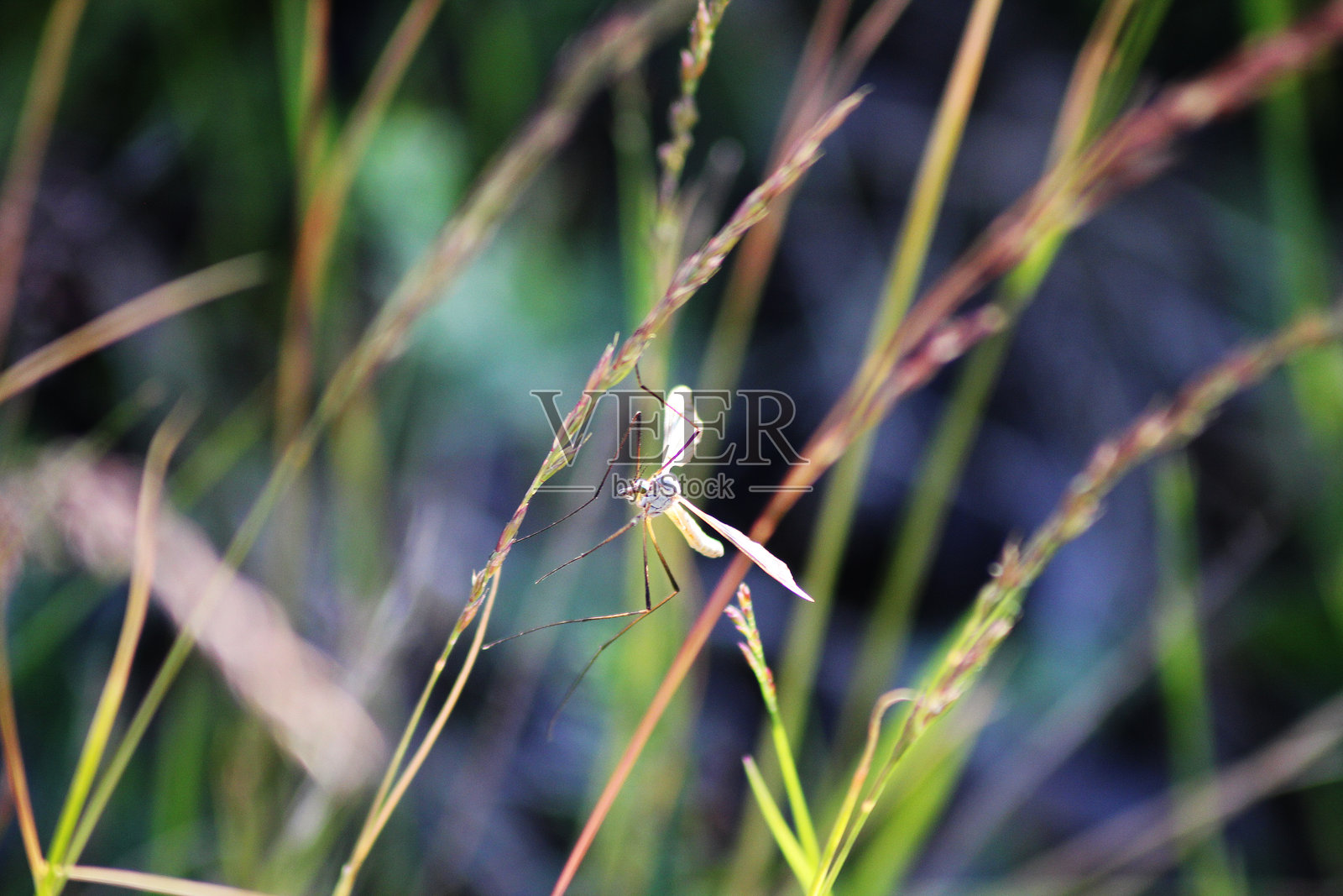 一只蜻蜓静静地坐着,等待有趣的事情发生照片摄影图片