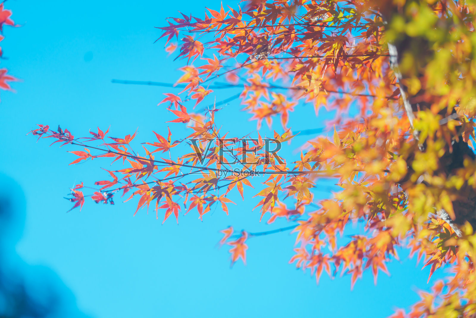 京都美丽的彩色树叶。照片摄影图片