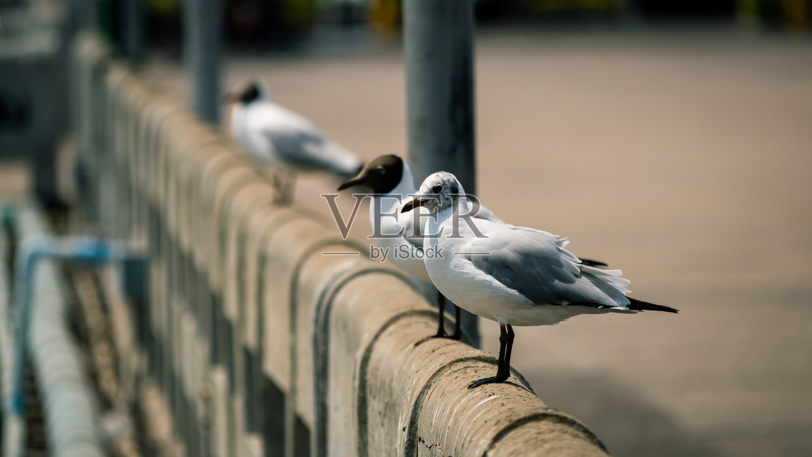 海鸥栖息在码头上的海滨小镇,野生动物摄影,城市环境,特写视角,自然的宁静照片摄影图片